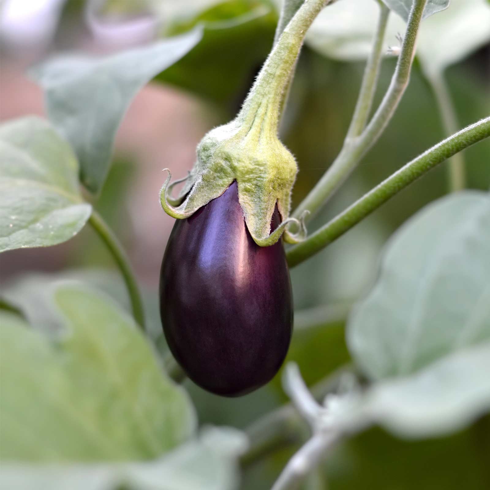 eggplantページ Amazon.com : Hansel Hybrid Eggplant Garden Seeds - 10 Seeds